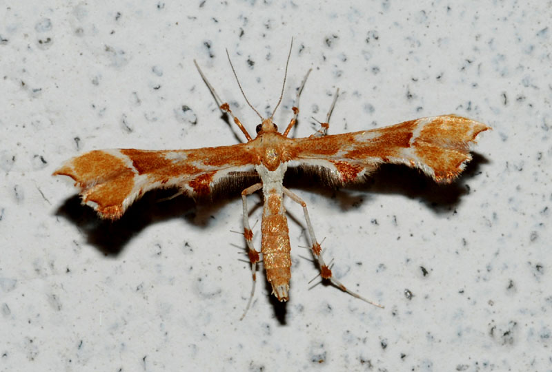 Pterophoridae da conf; 2